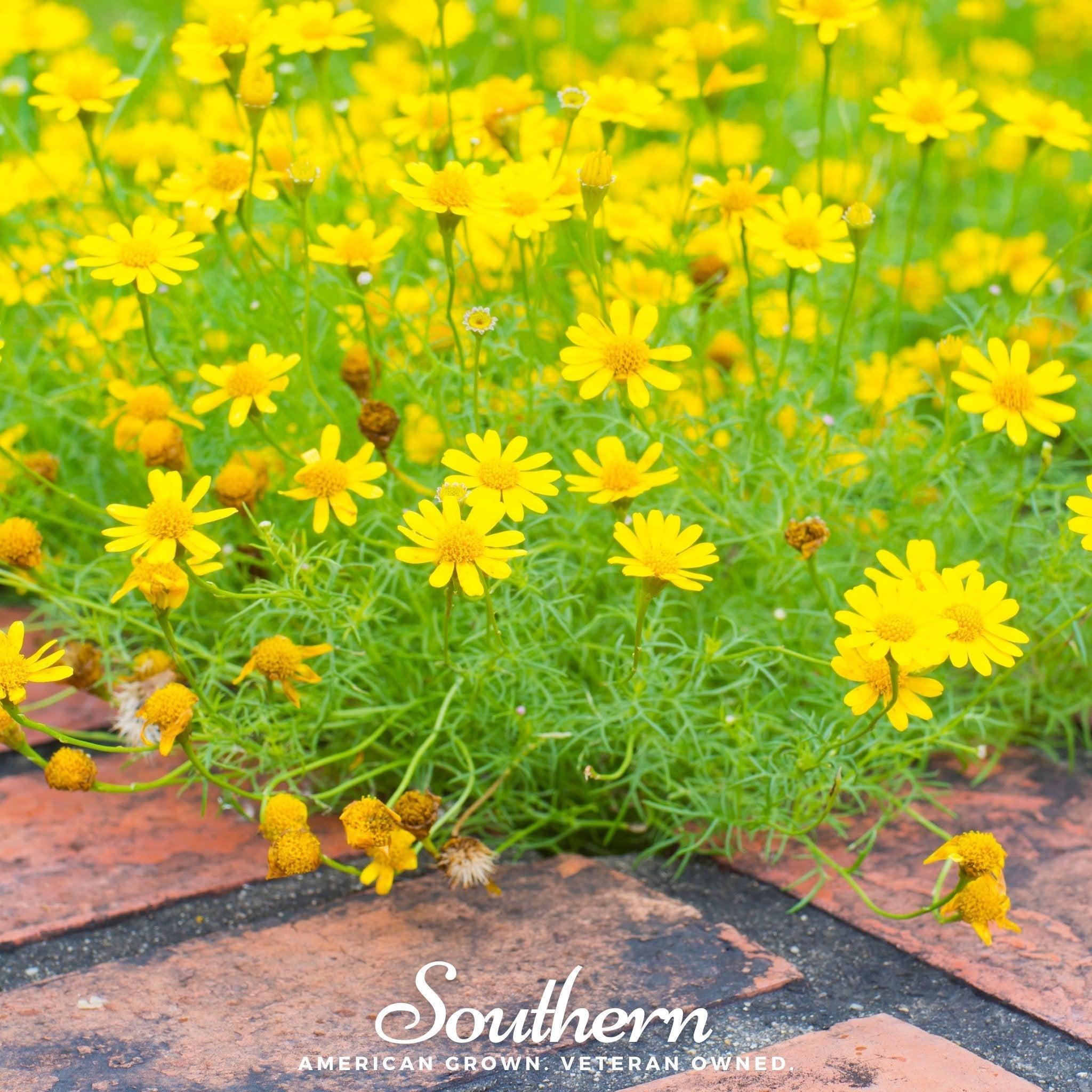 Dahlberg Daisy – 500 Seeds