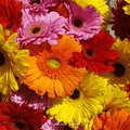 Gerbera Daisy Mix – 20 Seeds