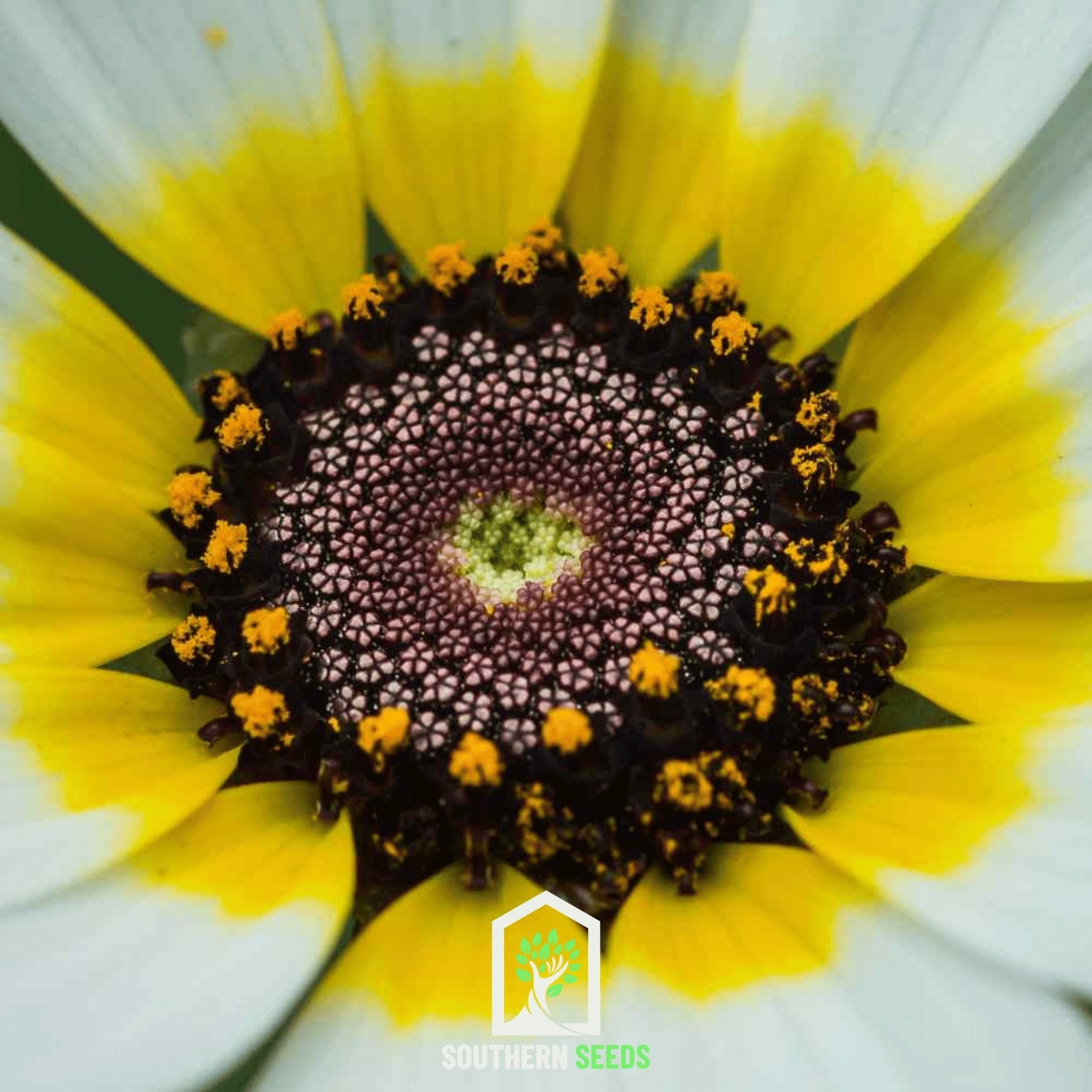 Polar Star Daisy – 50 Seeds