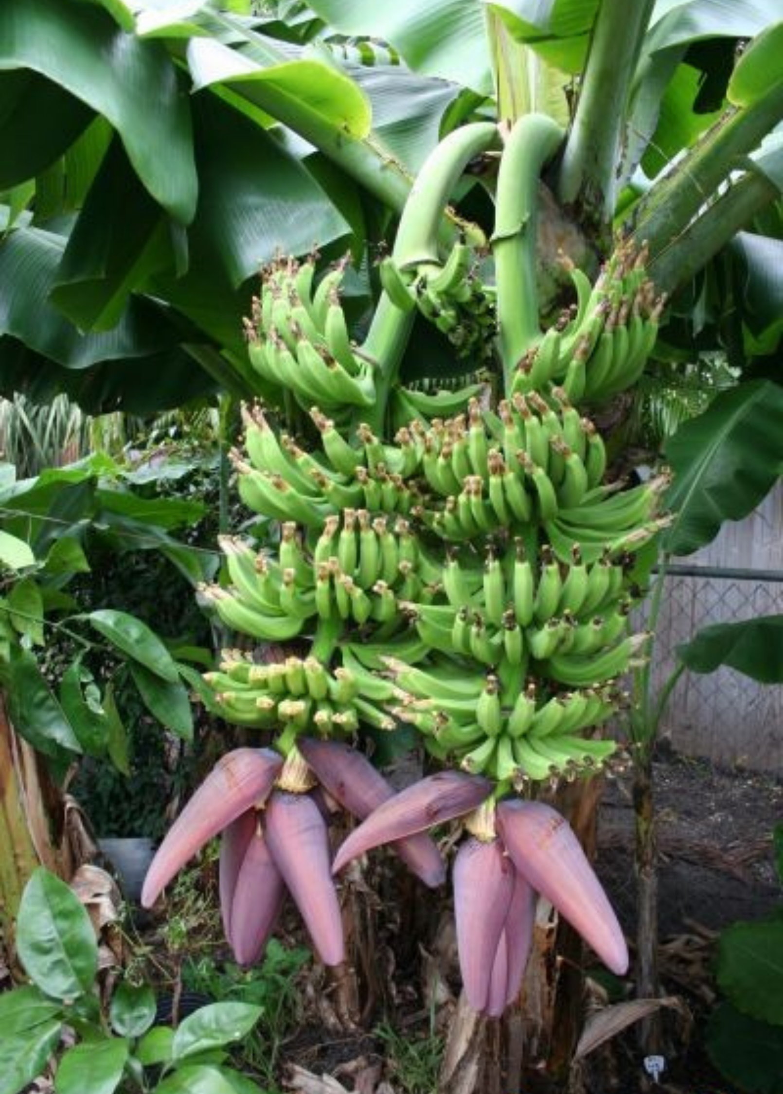 Dwarf Double Mahoi banana plant (Musa acuminata) producing multiple clusters of young green bananas with vibrant purple flower bracts in a lush tropical garden.