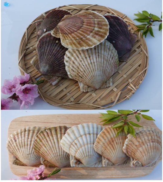 Yesso Scallops (Frozen 600g, 21.6oz, 5-7 pcs)