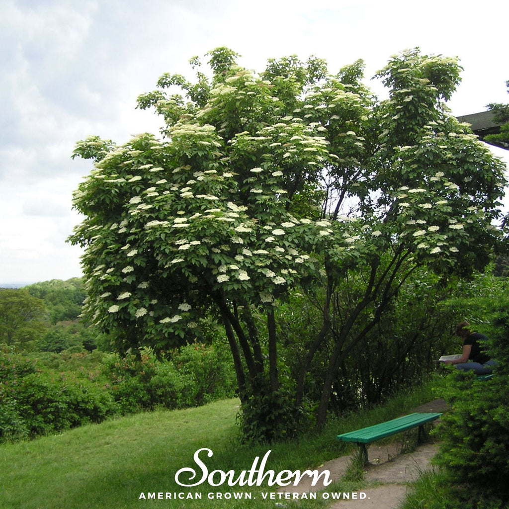 European Black Elderberry – 50 Seeds