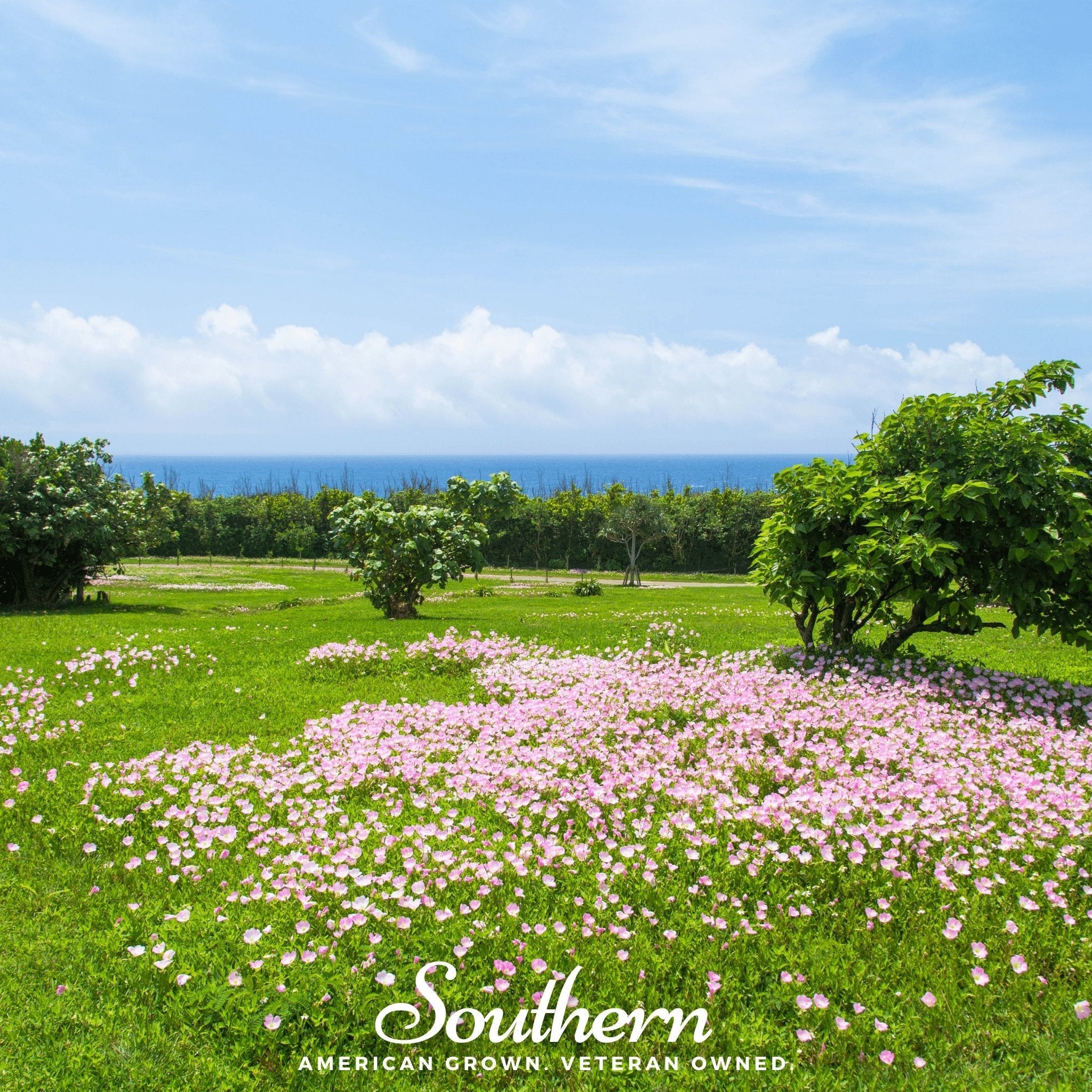 Pale Evening Primrose – 100 Seeds