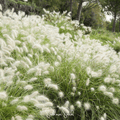 Feathertop – 25 Seeds