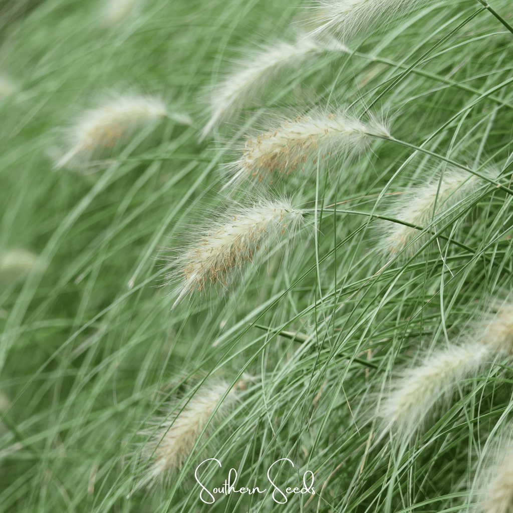 Feathertop – 25 Seeds