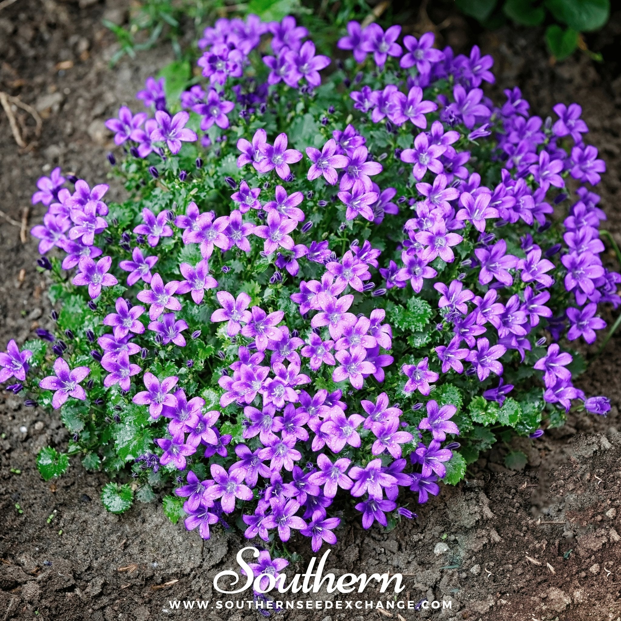 Blue Flax – 100 Seeds