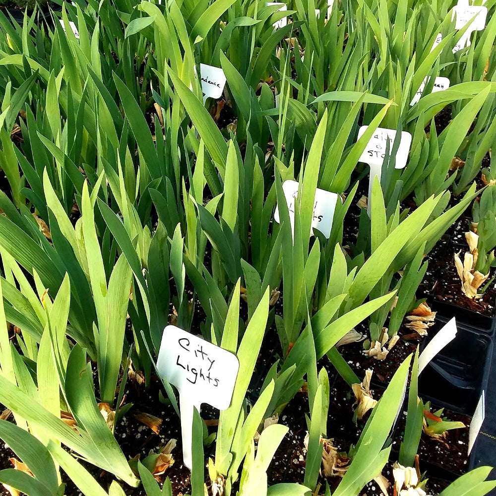 All Night Long Fragrant Iris Plant Potted Quart Pot