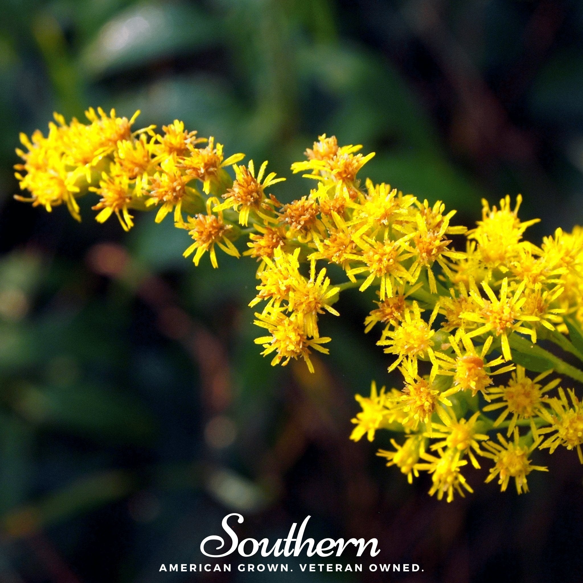 Stiff Goldenrod – 100 Seeds