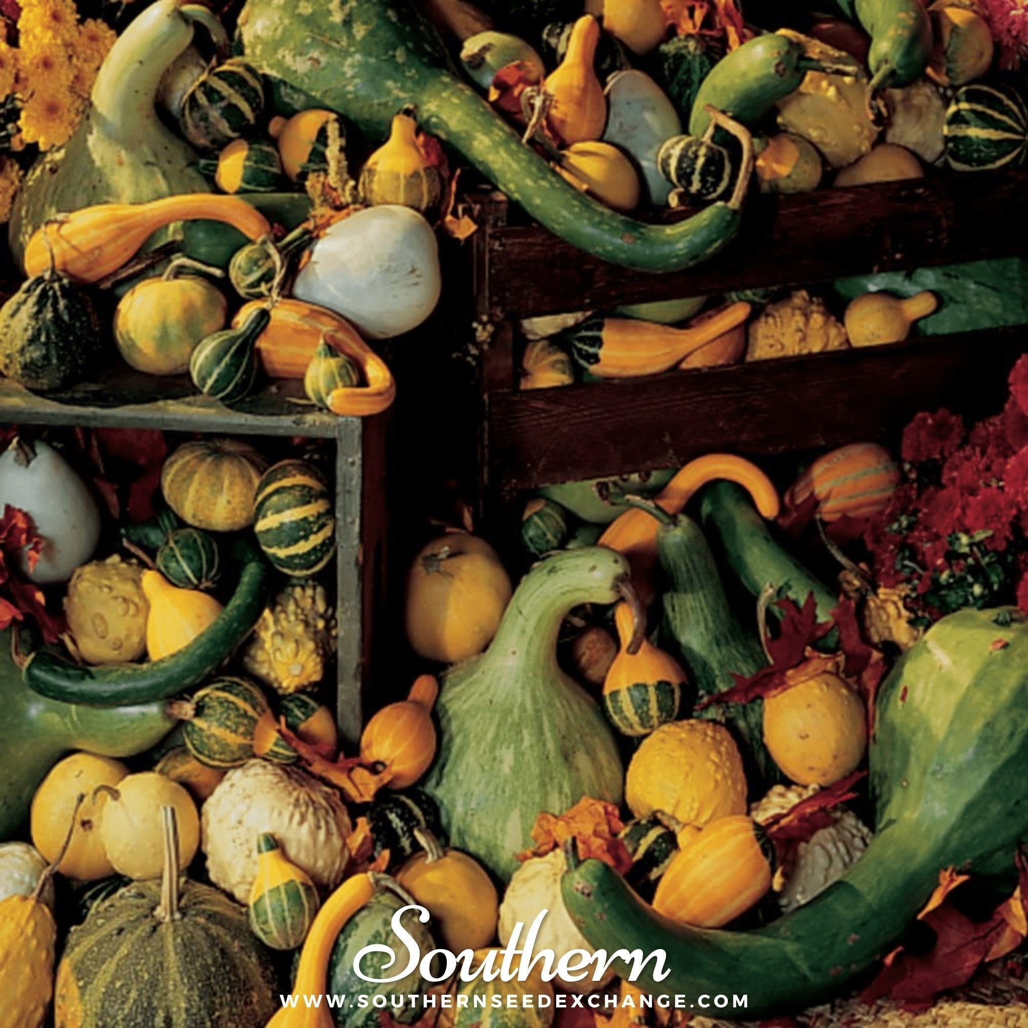 Large & Small Mix Gourds – 20 Seeds