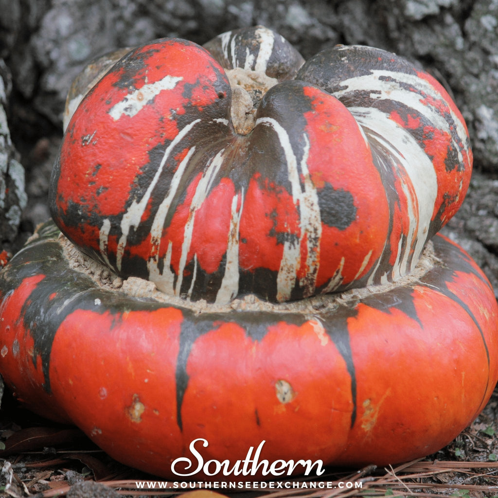 Turks Turban Gourd – 10 Seeds