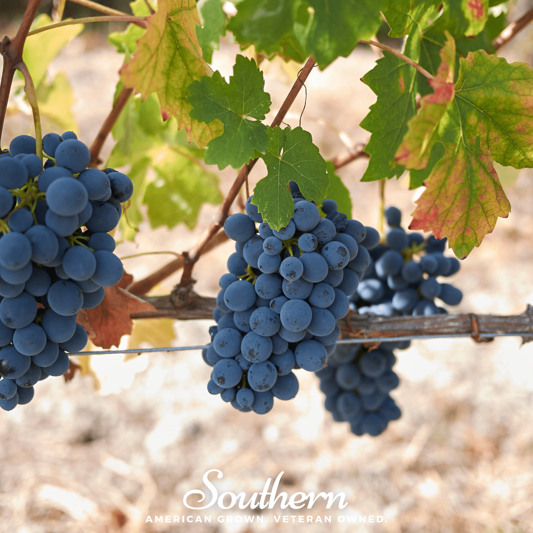 Wine Grapes – 35 Seeds