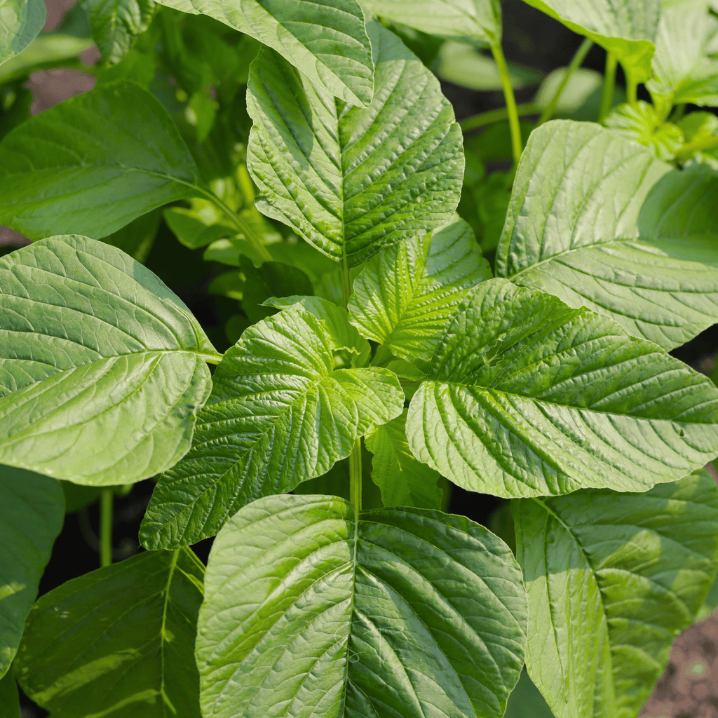 Green Callaloo Amaranth – 100 Seeds