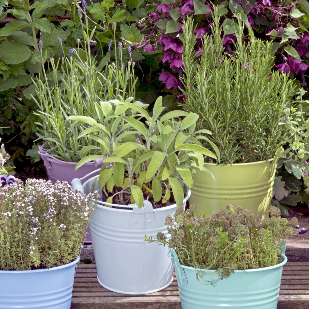 Fragrant Herb Plants Collection Rosemary Sage Quart Pots