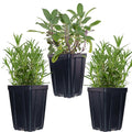 Fragrant Herb Plants Collection Rosemary Sage Quart Pots