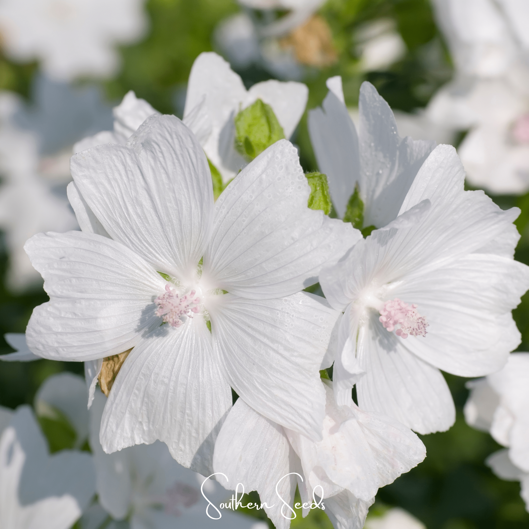 White Hollyhock – 25 Seeds