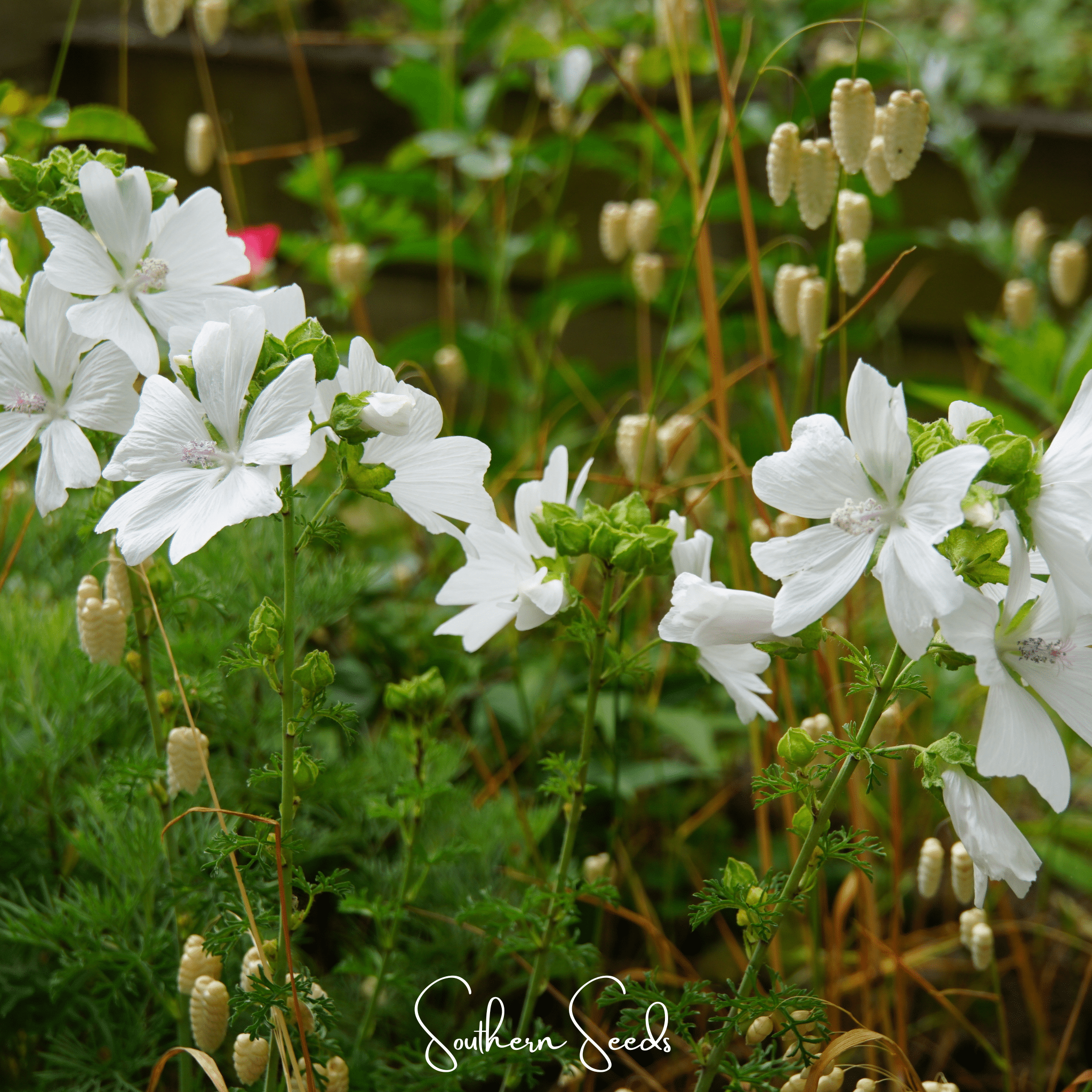 White Hollyhock – 25 Seeds