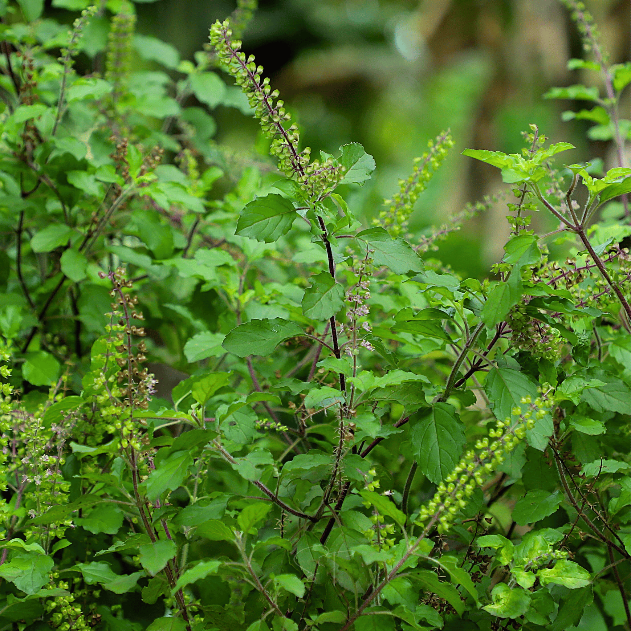 Holy Tulsi Basil – 250 Seeds