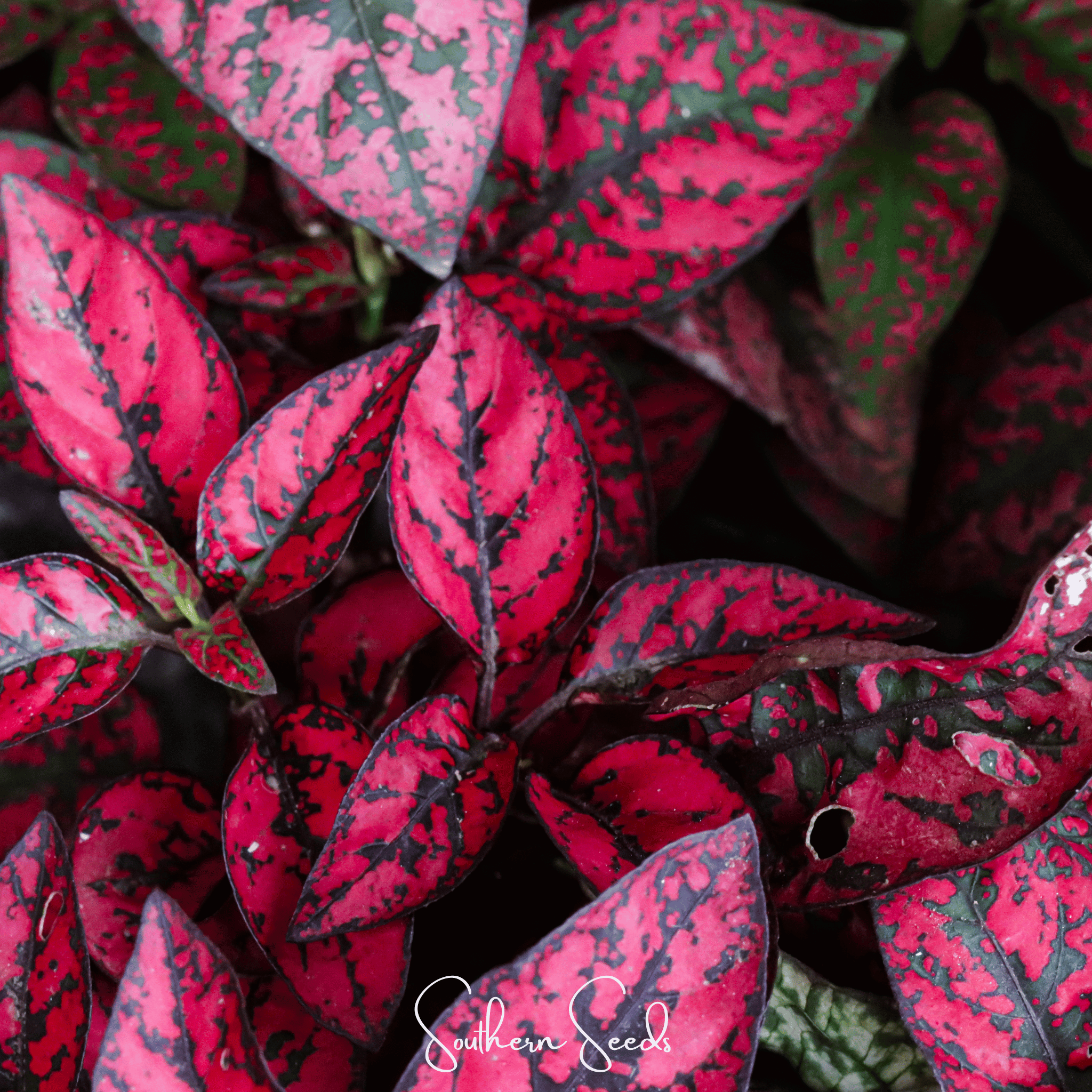 Splash Select Red Hypoestes – 25 Seeds