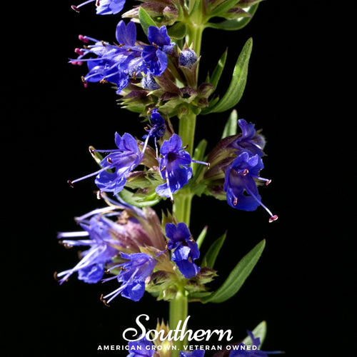Blue Hyssop – 200 Seeds