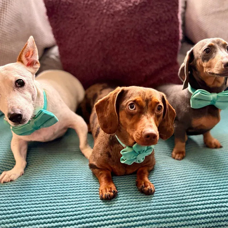 Three small dogs wearing turquoise bow ties sitting on a textured surface.