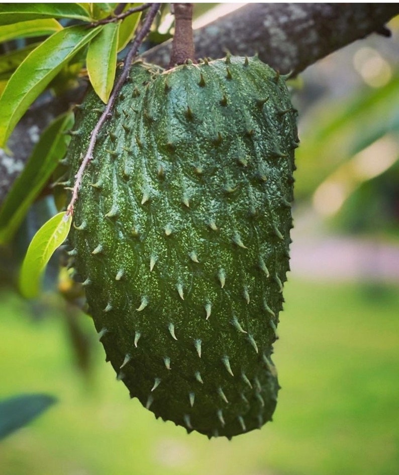 Soursop Tree in Half Gallon Pot, Guanabana, Sirsak, Annona Muricata - Tropical Fruit Plant for Home Garden