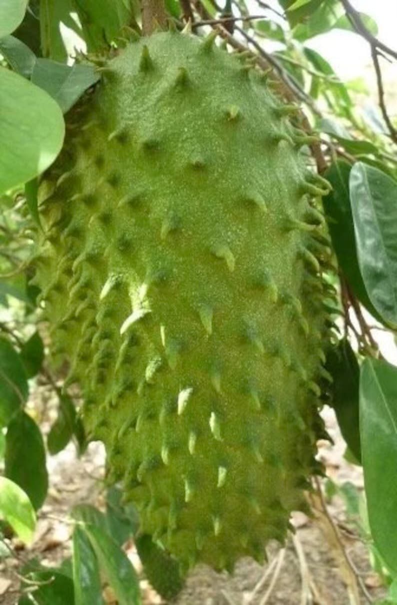Soursop Tree 3 Gallon Pot Guanabana Anona Muricata, Tropical Fruit Plant - No Ship to CA and HI