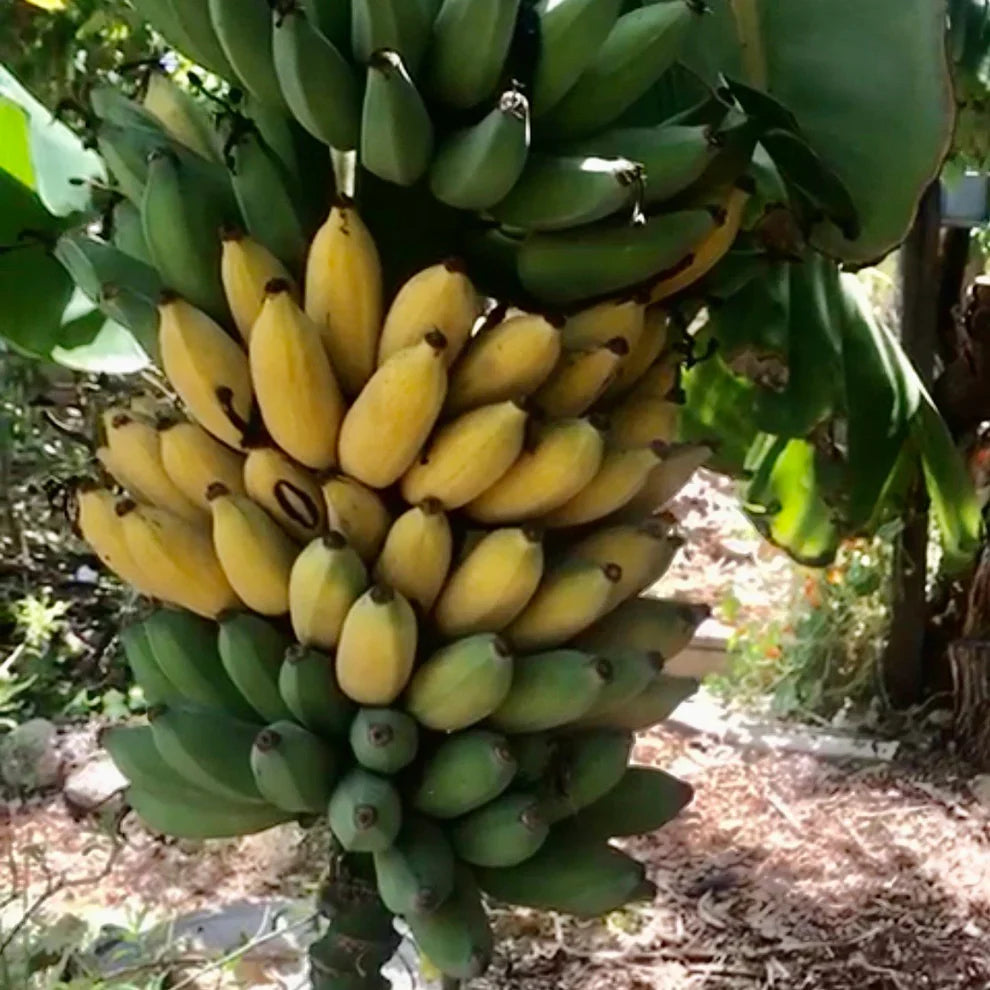 Goldfinger Dwarf Banana Plant – FHIA-01 Live Banana Tree – Sweet Edible Fruit – Cold & Disease Resistant – Patio or Garden Plant