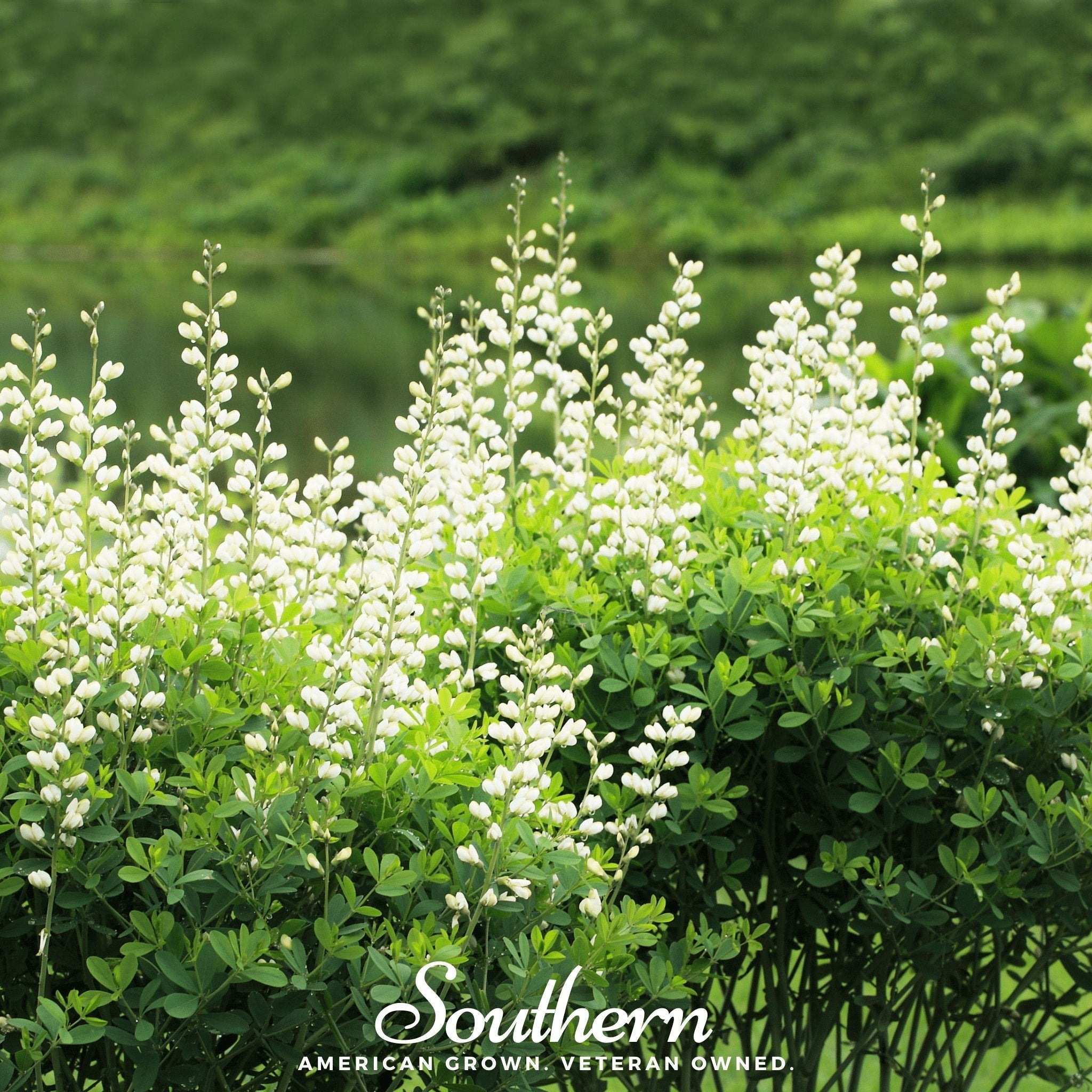 Wild White Indigo – 35 Seeds