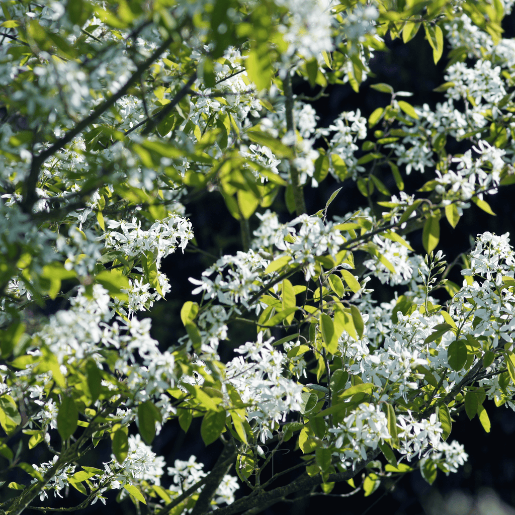 Juneberry – Serviceberry – 50 Seeds