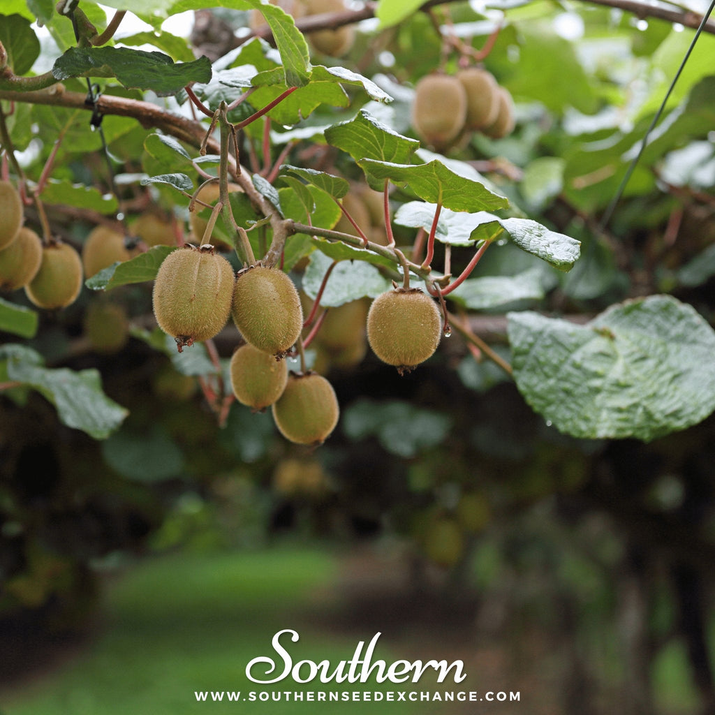 Kiwi Fruit – 100 Seeds