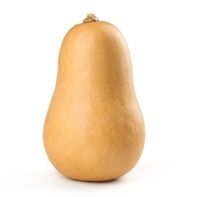 Butternut Squash️