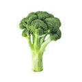 Organic Broccoli️