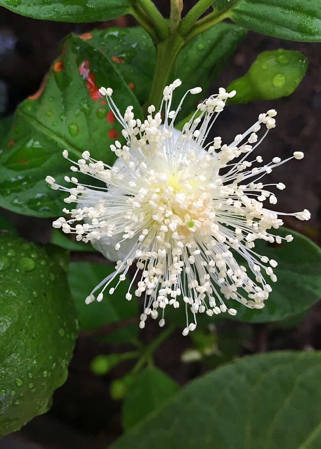 Guava, Lemon (Psidium littorale)