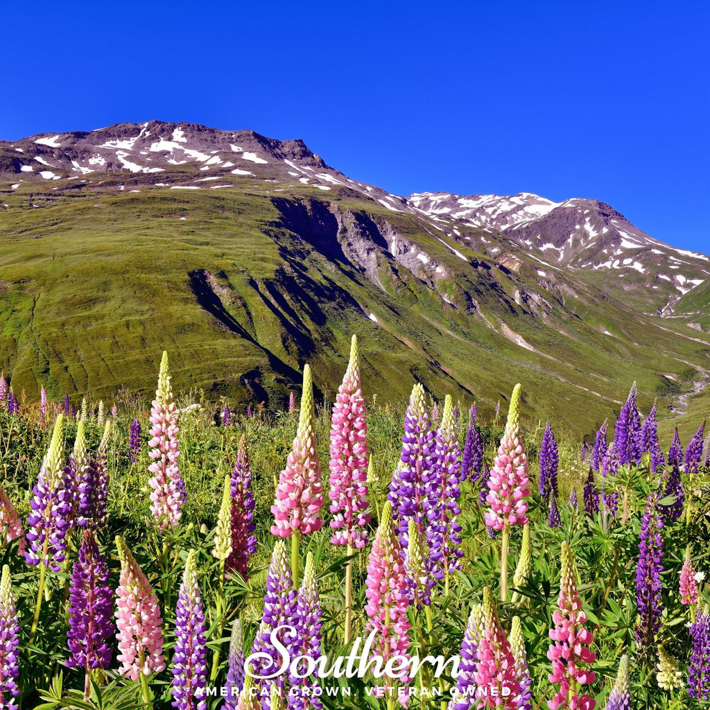 Russell Lupine – 50 Seeds