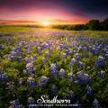 Texas Bluebonnet Lupine – 50 Seeds