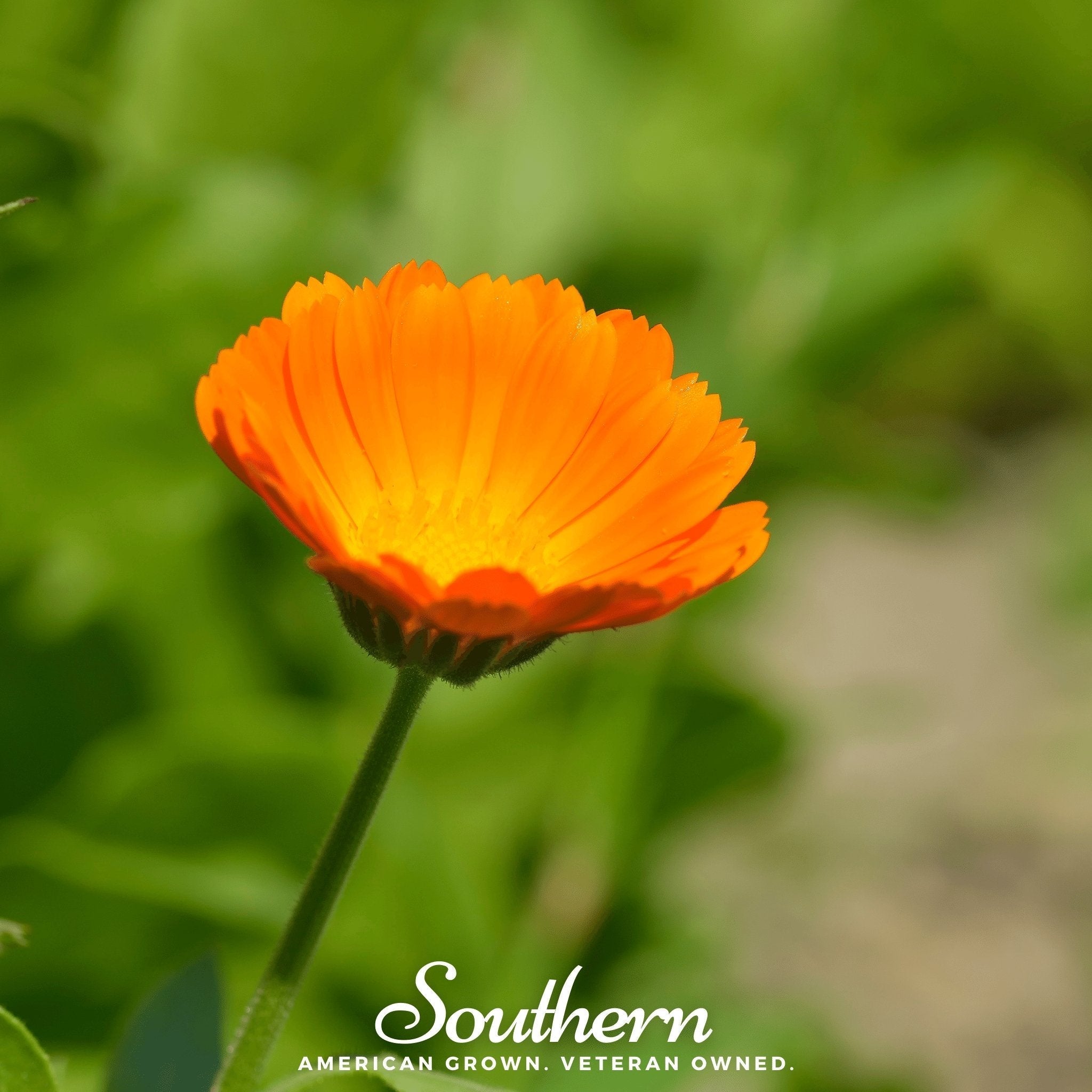 English Marigold – 100 Seeds