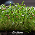 Cilantro Microgreens – 10 grams