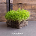 Dill Microgreen – 8 grams