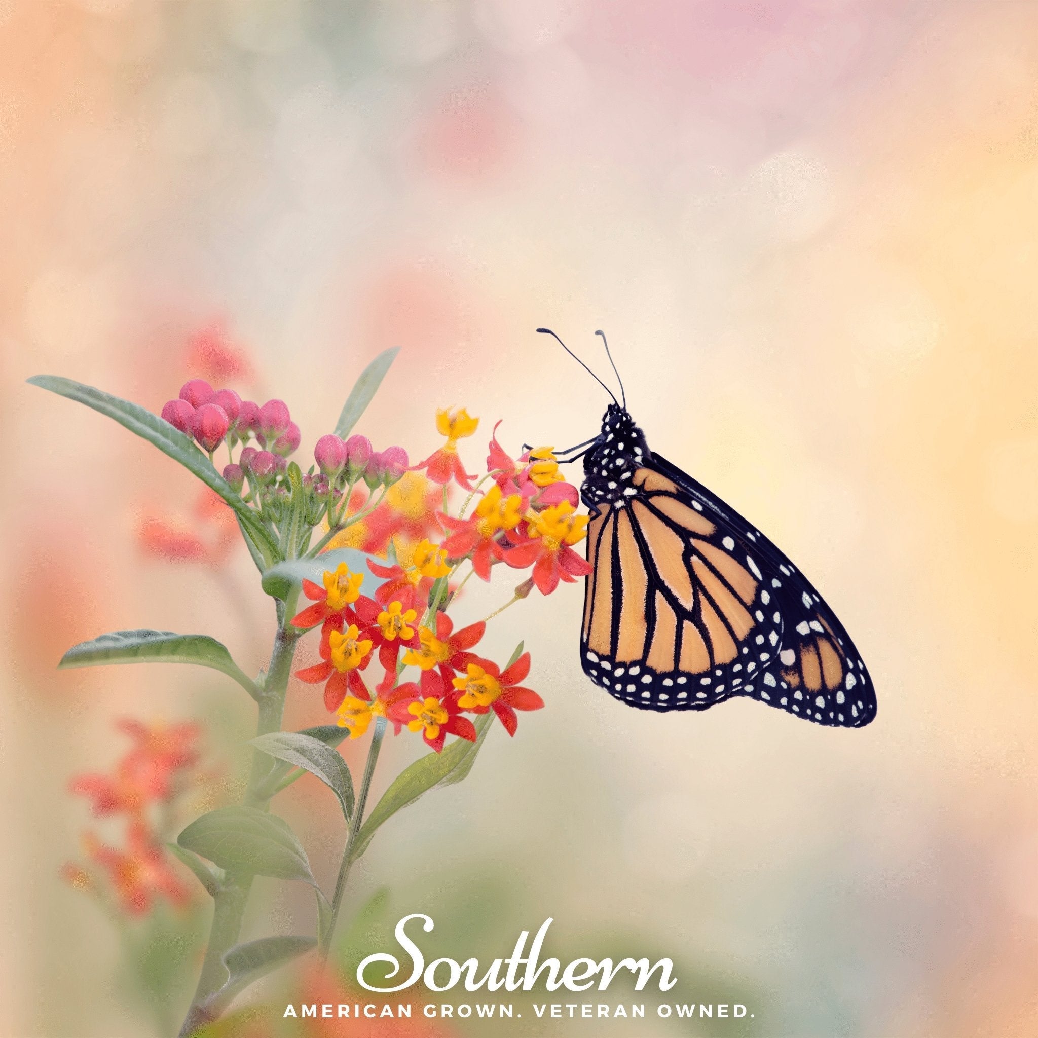 Tropical Milkweed – 50 Seeds