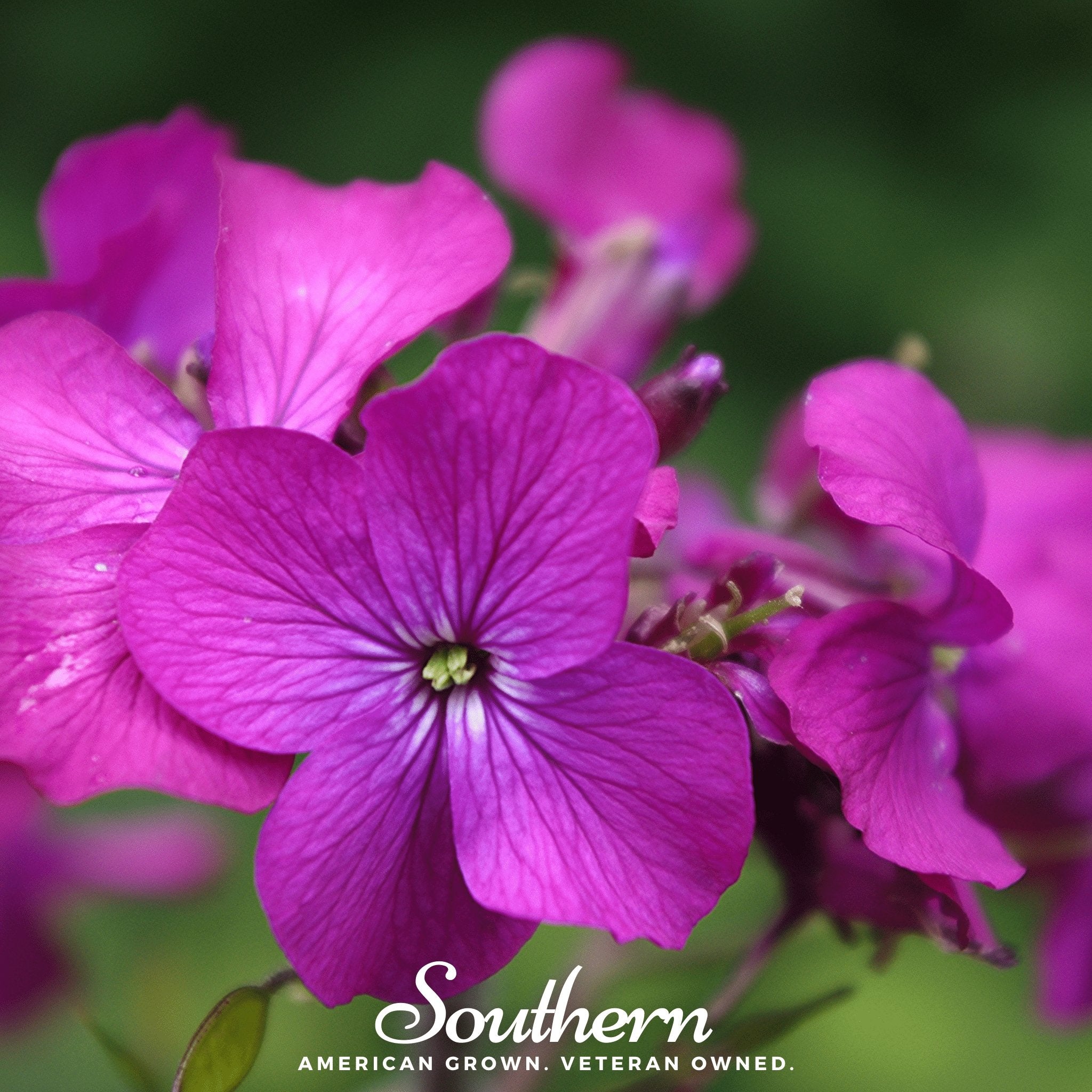 Money Plant – 20 Seeds