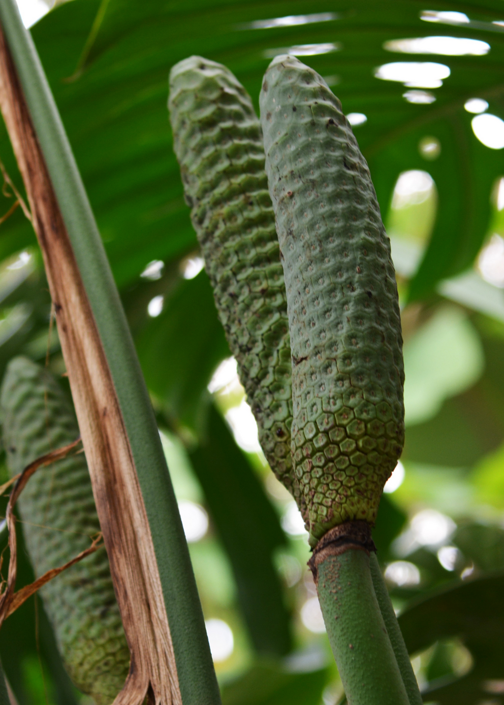 Monstera, Swiss Cheese Plant (Monstera deliciosa)