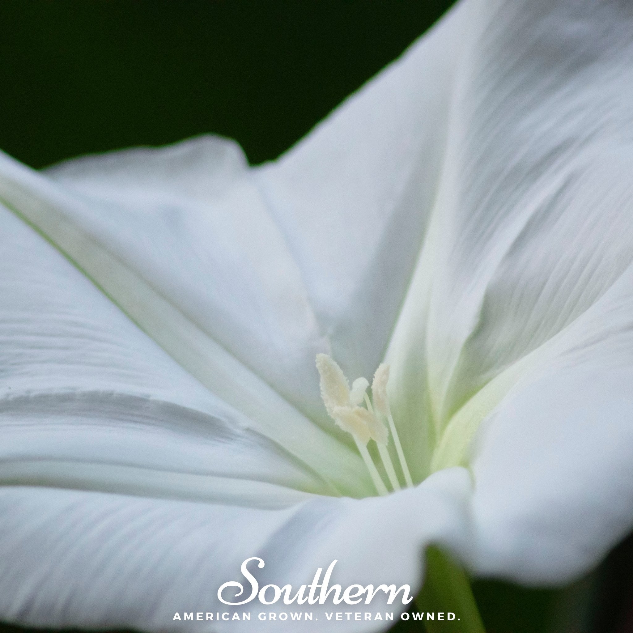 Moonflower – 25 Seeds
