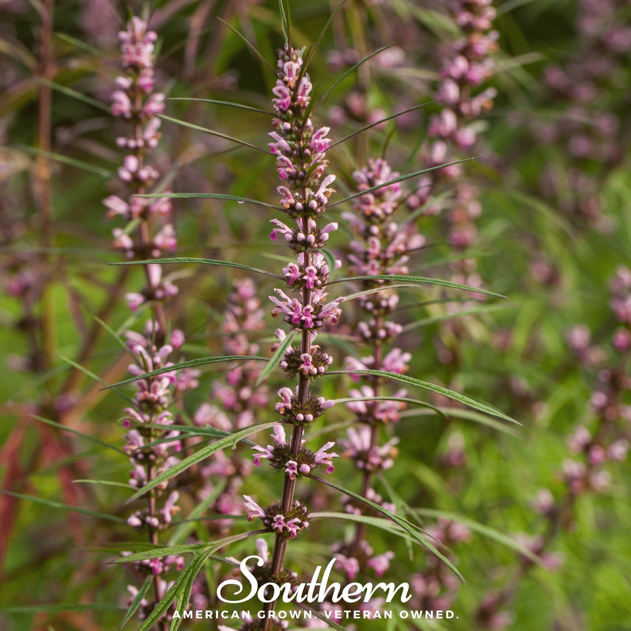 Motherwort – 50 Seeds