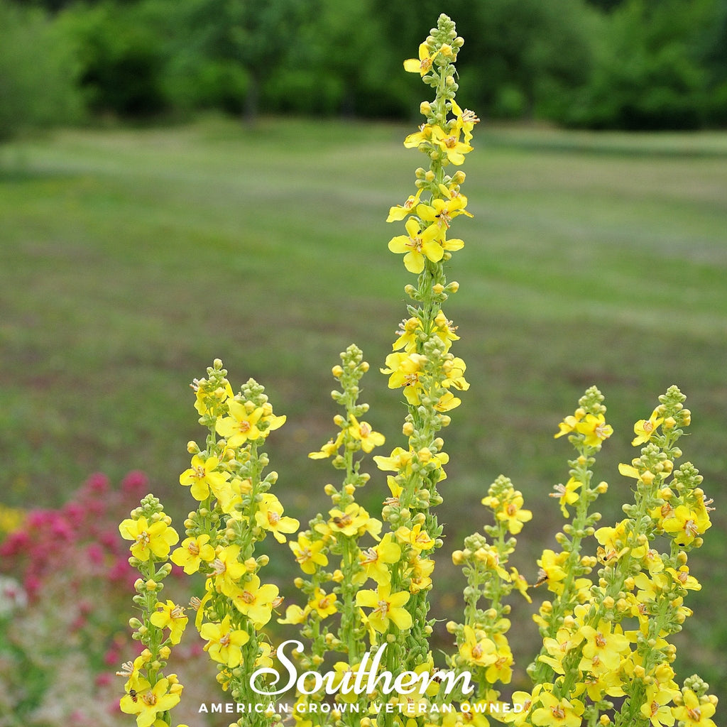 Mullein – 200 Seeds