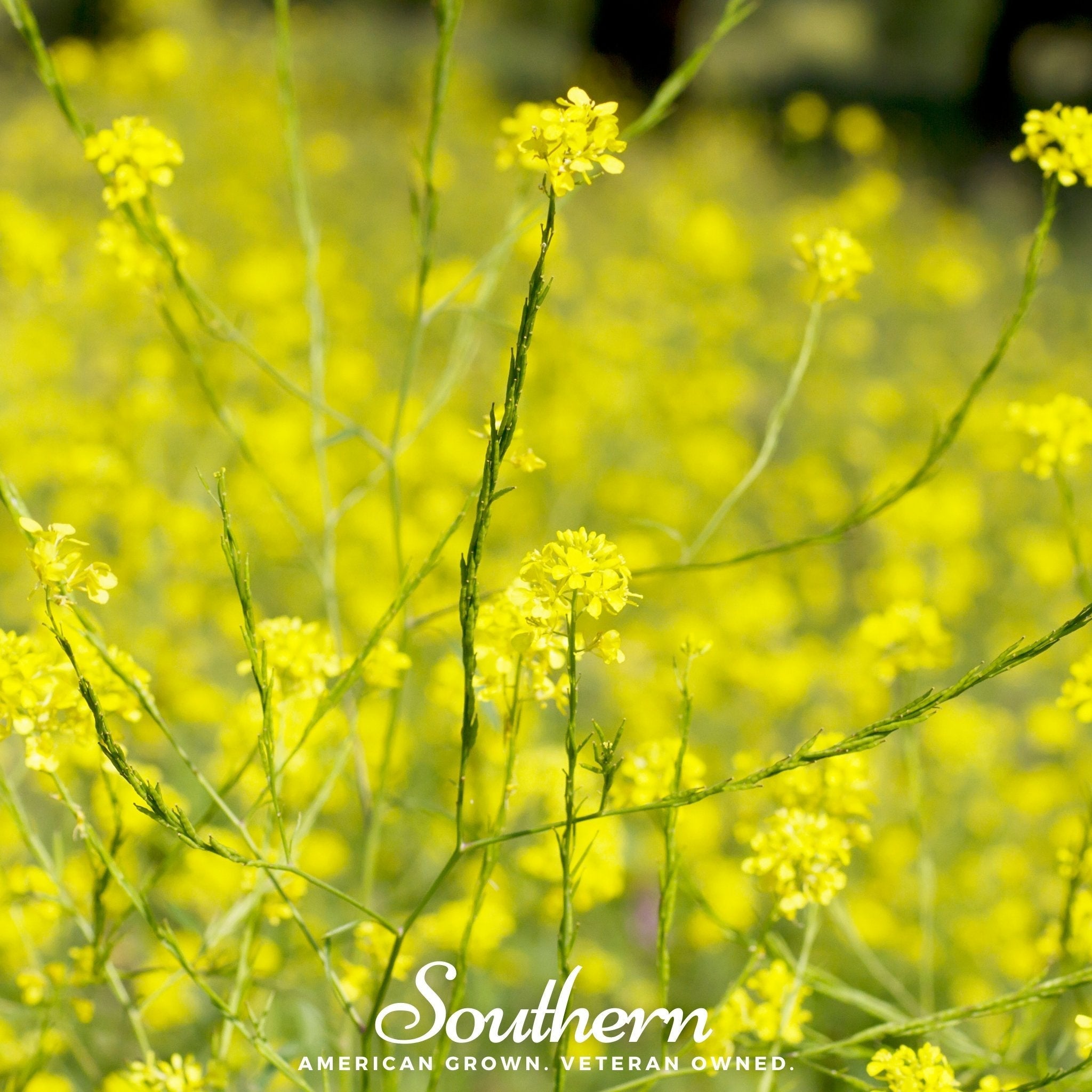 Black Mustard – 500 Seeds