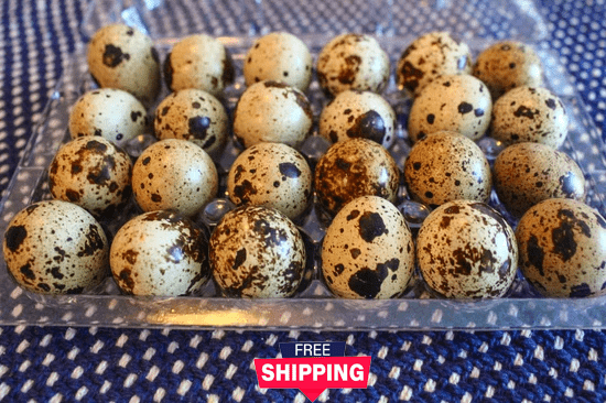 Organic farm-fresh jumbo quail eggs in a clear plastic carton with free shipping badge, hand-packed in Moses Lake, Washington, USA.