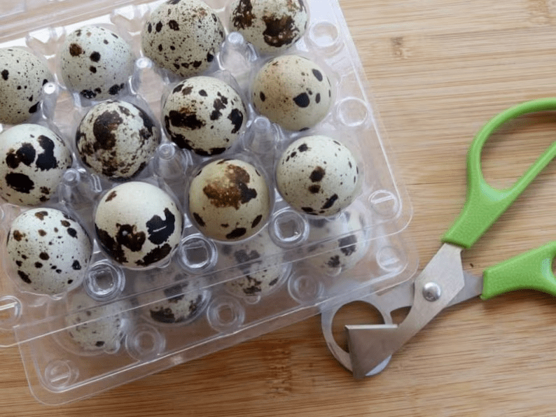 Organic jumbo quail eggs in a clear plastic egg carton beside green-handled kitchen scissors on a wooden cutting board, hand-packed by NW Quail Farm in Moses Lake, Washington, USA.