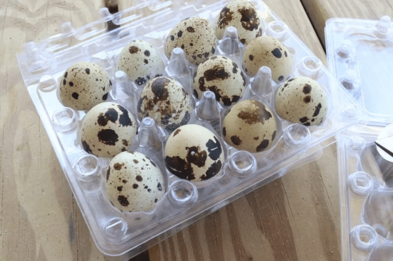 Organic farm-fresh jumbo quail eggs in a clear plastic egg carton on a wooden table, raised by NWQuailFarm in Moses Lake, Washington.