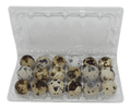 Open clear 18-cell plastic jumbo quail egg carton for fresh speckled quail eggs, ideal for farm packaging, storage, hatching, and farmers markets.