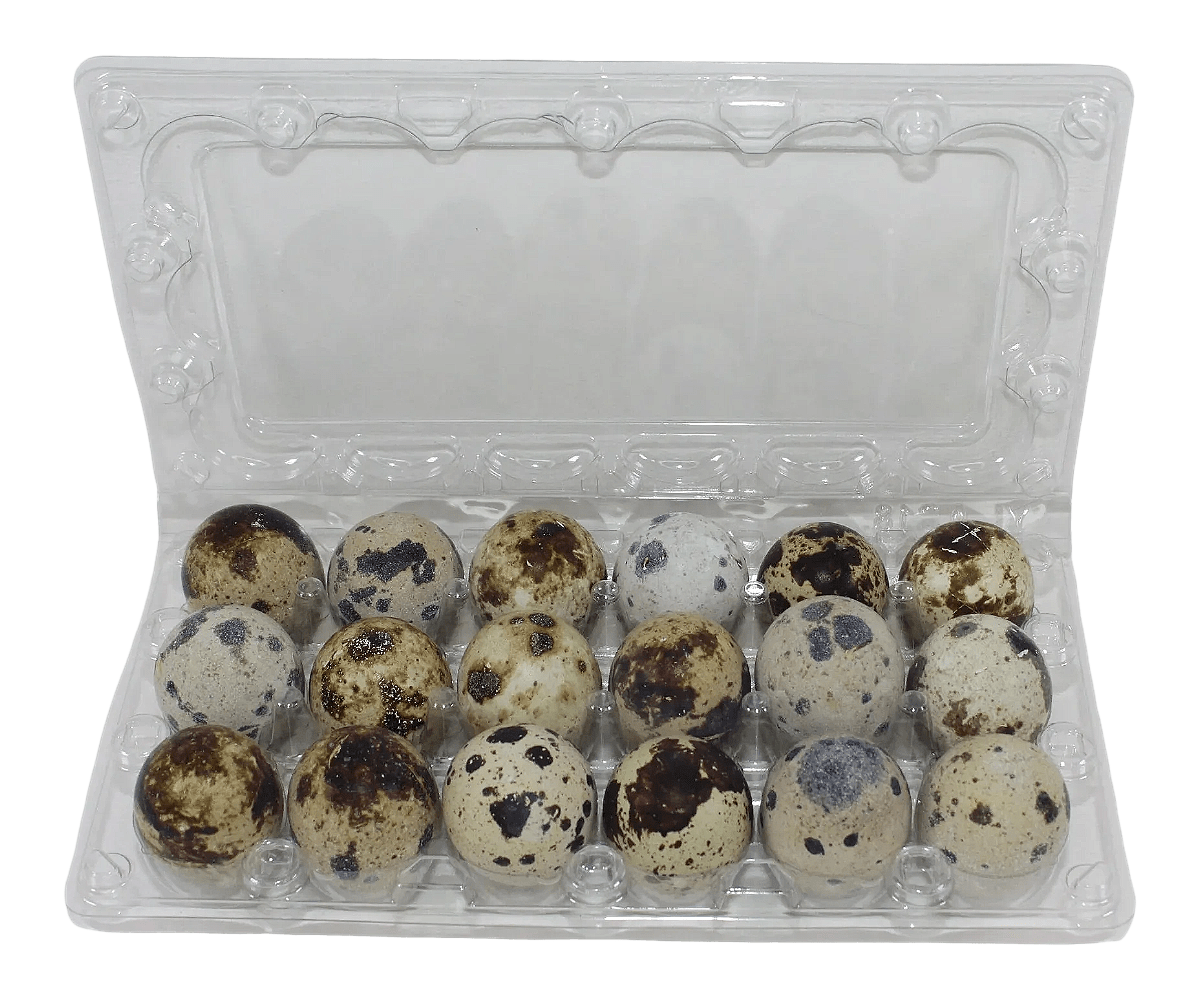 Open clear 18-cell plastic jumbo quail egg carton for fresh speckled quail eggs, ideal for farm packaging, storage, hatching, and farmers markets.